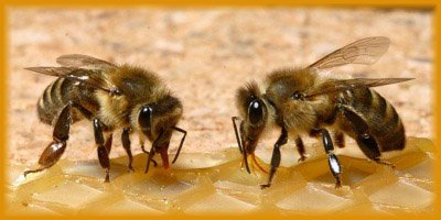 Bees making honey at home