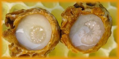 Royal Jelly - Food Fit For Queens